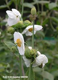 Image result for Meconopsis betonicifolia alba