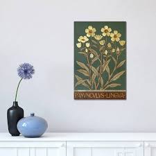 Attēlu rezultāti vaicājumam “Ranunculus lingua”