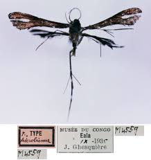 Attēlu rezultāti vaicājumam “Platyptilia sp.”