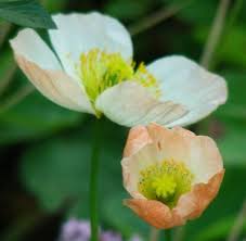 Image result for Papaver nudicaule