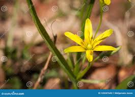 Attēlu rezultāti vaicājumam “Gagea lutea bud”