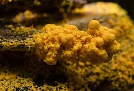 Attēlu rezultāti vaicājumam “Lindbladia tubulina spores”