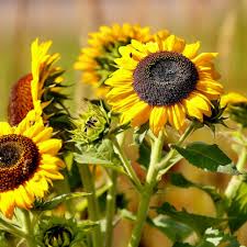 Attēlu rezultāti vaicājumam “Helianthus annuus flower”
