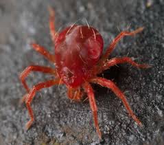 Attēlu rezultāti vaicājumam “Acari”