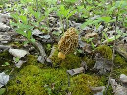 Attēlu rezultāti vaicājumam “Morchella esculenta”