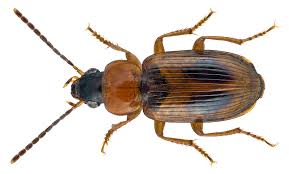 Attēlu rezultāti vaicājumam “Acupalpus flavicollis”