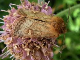 Attēlu rezultāti vaicājumam “Eriopygodes imbecilla”