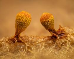 Attēlu rezultāti vaicājumam “Physarum luteolum sessile”