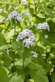 Attēlu rezultāti vaicājumam “Lunaria rediviva leaf”