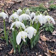 Attēlu rezultāti vaicājumam “Galanthus nivalis flower”