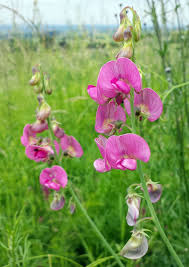 Attēlu rezultāti vaicājumam “Lathyrus latifolius leaf”