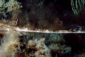 Image result for Raja polystigma