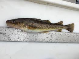 Image result for Microgadus tomcod