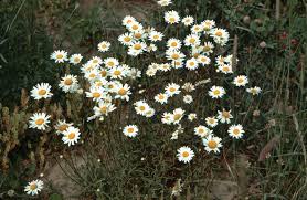 Attēlu rezultāti vaicājumam “Leucanthemum vulgare flower”