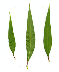 Attēlu rezultāti vaicājumam “Persicaria lapathifolia”