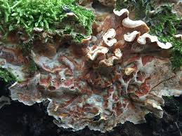 Attēlu rezultāti vaicājumam “Skeletocutis amorpha”