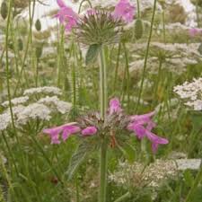 Attēlu rezultāti vaicājumam “Clinopodium vulgare leaf”