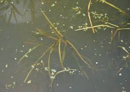 Attēlu rezultāti vaicājumam “Potamogeton compressus leaf”