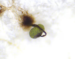 Attēlu rezultāti vaicājumam “Physarum viride var. incanum macro”