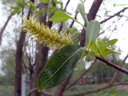 Attēlu rezultāti vaicājumam “Salix pentandra”