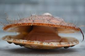 Image result for Placopecten magellanicus