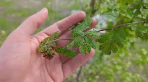 Attēlu rezultāti vaicājumam “Crataegus laevigata leaf”