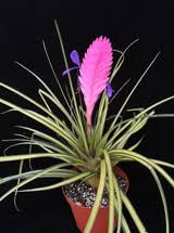 Image result for tillandsia umbellata