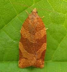 Attēlu rezultāti vaicājumam “Pandemis cinnamomeana female”