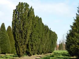 Attēlu rezultāti vaicājumam “Taxus”