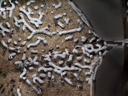 Attēlu rezultāti vaicājumam “Physarum cinereum spores”