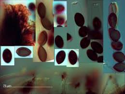 Attēlu rezultāti vaicājumam “Sordaria fimicola”