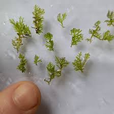 Attēlu rezultāti vaicājumam “Riccardia latifrons”