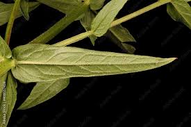 Attēlu rezultāti vaicājumam “Lythrum salicaria leaf”