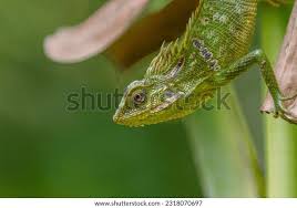 Attēlu rezultāti vaicājumam “Cephaloziella elachista macro”