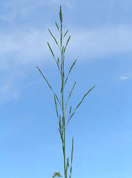 Attēlu rezultāti vaicājumam “Glyceria striata fruit”