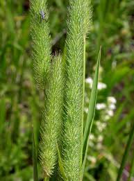 Attēlu rezultāti vaicājumam “Phleum pratense”