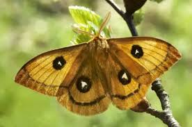 Attēlu rezultāti vaicājumam “Aglia tau”