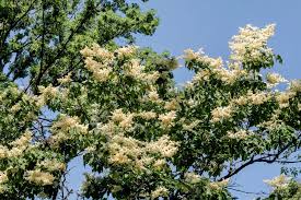 Attēlu rezultāti vaicājumam “Syringa reticulata subsp. amurensis”