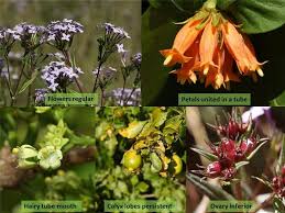 Attēlu rezultāti vaicājumam “Rubiaceae”
