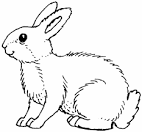 Rabbit coloring page
