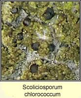 Attēlu rezultāti vaicājumam “Scoliciosporum chlorococcum”