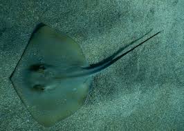 Image result for Dasyatis pastinaca