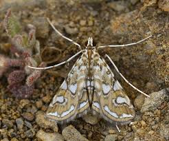 Attēlu rezultāti vaicājumam “Elophila nymphaeata”