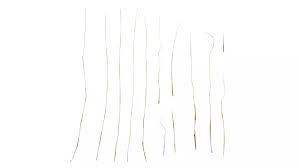 Attēlu rezultāti vaicājumam “Setaria viridis leaf”