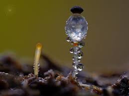 Attēlu rezultāti vaicājumam “Pilobolus crystallinus”