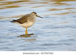 Attēlu rezultāti vaicājumam “Tringa totanus adult”