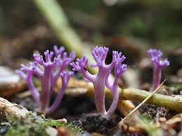 Attēlu rezultāti vaicājumam “Ramariopsis pulchella”