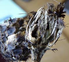 Attēlu rezultāti vaicājumam “Urophora jaceana”