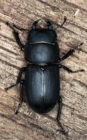 Attēlu rezultāti vaicājumam “Lucanidae”