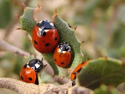 Attēlu rezultāti vaicājumam “Coccinellidae”